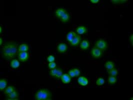 PDE4A / PDE4 Antibody (clone OTI7B11)