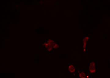 CD19 Antibody