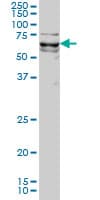 KLF11 Antibody (clone 8F4)