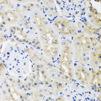 HNRNPL / hnRNP L Antibody