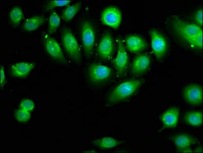 DOCK180 / DOCK1 Antibody