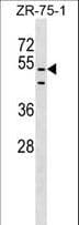 PDZD3 Antibody (aa258-285)