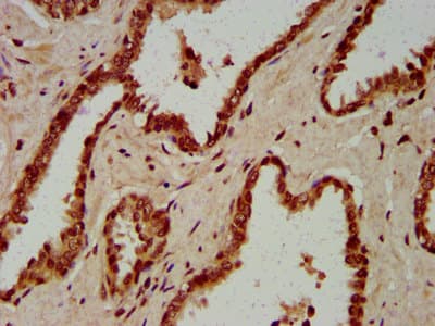 HIST1H4I Antibody