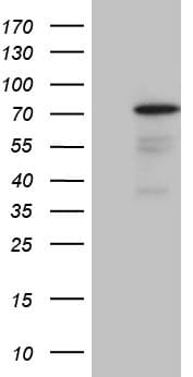 PGBD3 Antibody (aa313-593, clone OTI1B3)