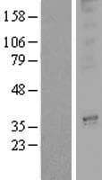 OR3A2 Protein (Over-Expression Lysate Myc-DDK (Flag))
