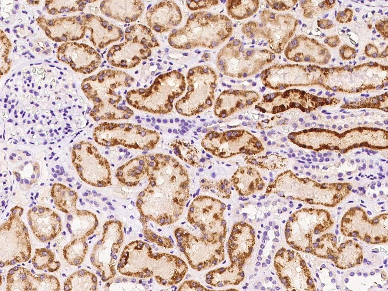 AK4 / Adenylate Kinase 4 Antibody