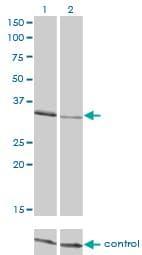 CRKL Antibody (clone 4B5)