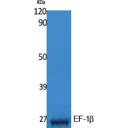 Polyclonal Rabbit anti-Human EF1B / EEF1B2 Antibody (Internal, WB)