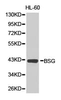 Basigin / Emmprin / CD147 Antibody