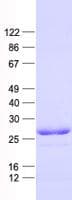 Human NR0B2 Protein (Recombinant His, N-Terminal)