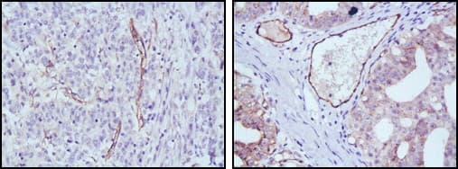 NOS3 / eNOS Antibody (clone 6H2)