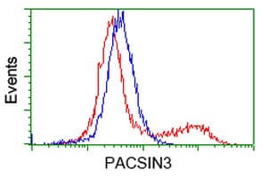PACSIN3 Antibody (clone OTI2A3)