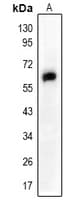 SMAD2 Antibody