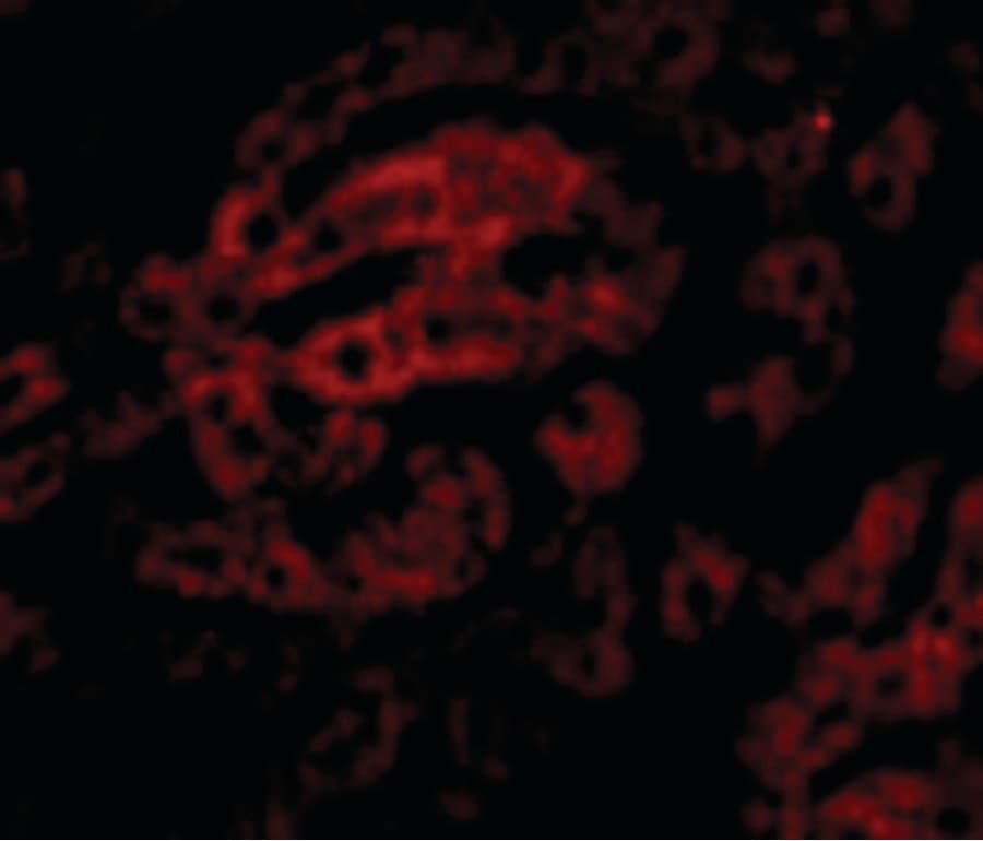 IHC-plus™ HAAO Antibody