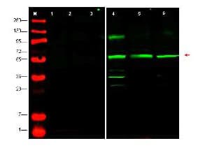 PTENP1 Antibody (N-Terminus)