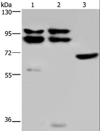 OS9 Antibody