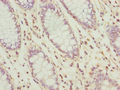 UBL3 Antibody
