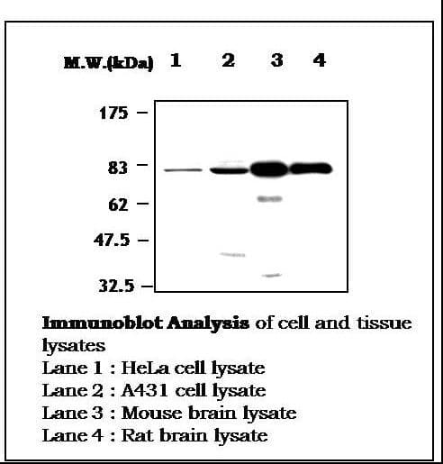 IHC-plus™ PRKCG / PKC-Gamma Antibody