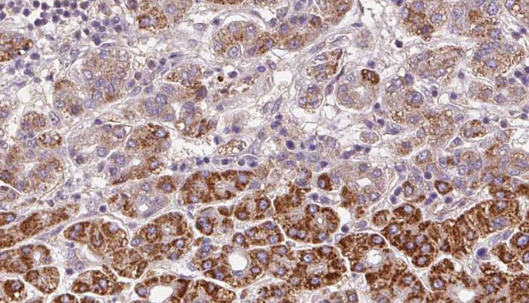Polyclonal Rabbit anti-Human OR2C3 Antibody (IHC, IF, WB)
