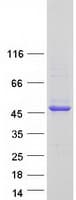 Human FCRLA Protein (Recombinant Myc-DDK (Flag))