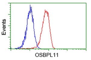 OSBPL11 Antibody (clone OTI6A6)