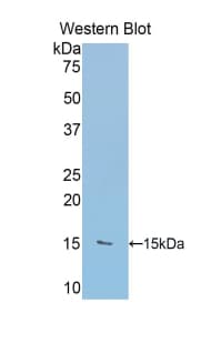 RIP1 / RALBP1 Antibody (aa403-499, PE)