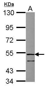 FSTL1 Antibody