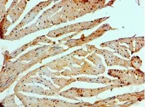 GCN2 Antibody (aa1-300)