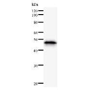 Monoclonal Mouse anti-Human SMAD1 Antibody (clone 913C1b, IF, WB)