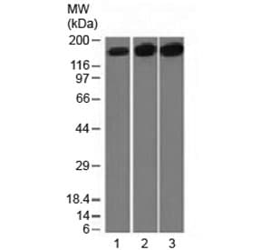 TOP2A / Topoisomerase II Alpha Antibody (clone TOP2A/1361, Azide-free, BSA-free)