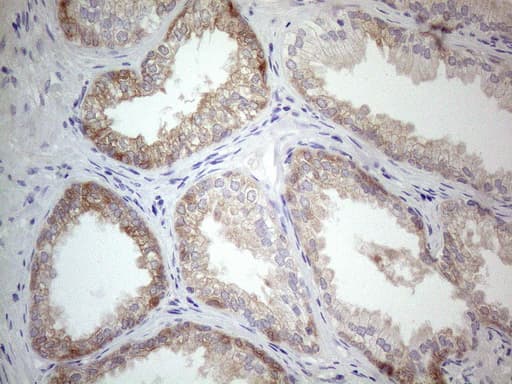 PLCXD1 Antibody (clone OTI2D7)