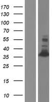 CED6 / GULP1 Protein (Over-Expression Lysate Myc-DDK (Flag))