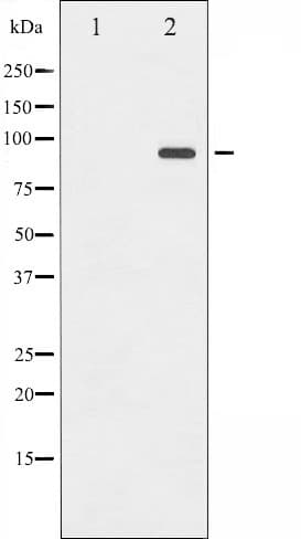 ICAM-1 / CD54 Antibody (phospho-Tyr512)