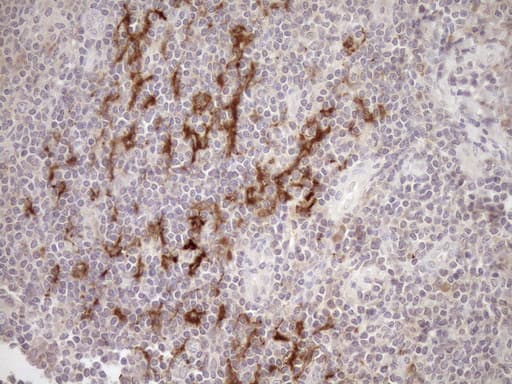 SAMSN1 Antibody (aa1-250, clone OTI7F5, Carrier-free)