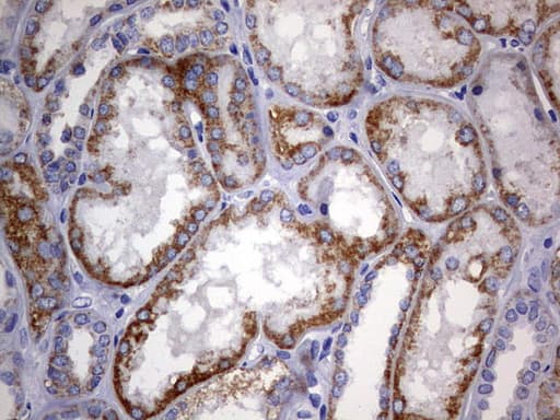 ARFL3 / ARL3 Antibody (aa2-182, clone OTI2A9)