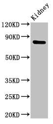 IHC-plus™ Mitofusin 2 / MFN2 Antibody