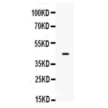 Polyclonal Rabbit anti-Human SP5 Antibody (aa246-275, IHC, WB)