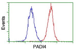 PADI4 / PAD4 Antibody (clone OTI5B7)