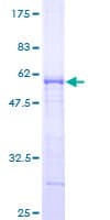 Human TIP30 / HTATIP2 Protein (Recombinant GST)