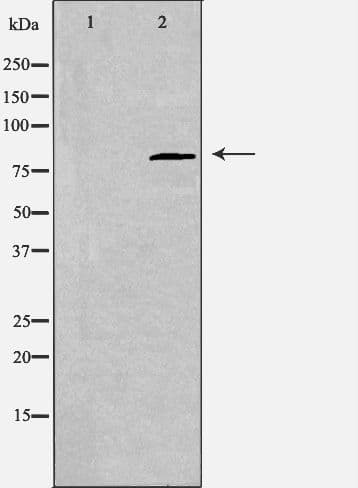 CDH22 / Cadherin 22 Antibody