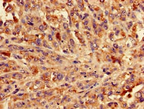 BLZF1 Antibody
