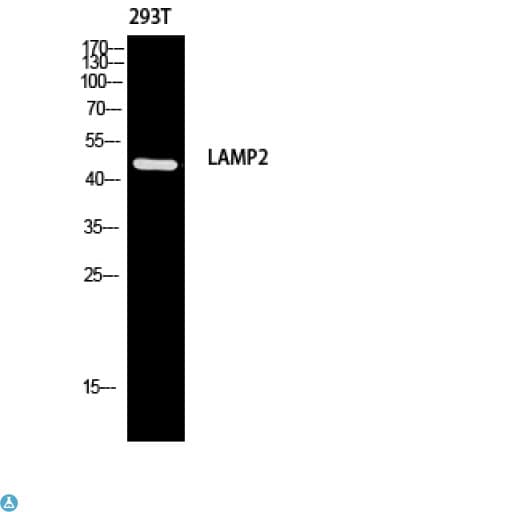 LAMP2 / CD107b Antibody