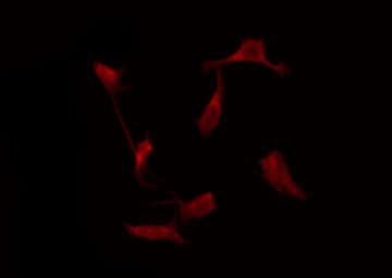 MRGPRE / MRGE Antibody