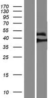 MAPKAP1 / MIP1 Protein (Over-Expression Lysate Myc-DDK (Flag))