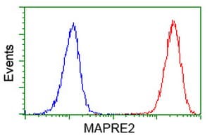 IHC-plus™ MAPRE2 / EB2 Antibody (clone 1F3)