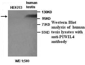 Polyclonal Rabbit anti-Human HIWI2 / PIWIL4 Antibody (WB)