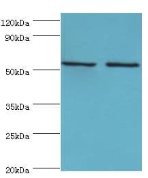 YARS2 Antibody (aa228-477)