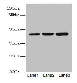 LFNG / Lunatic Fringe Antibody