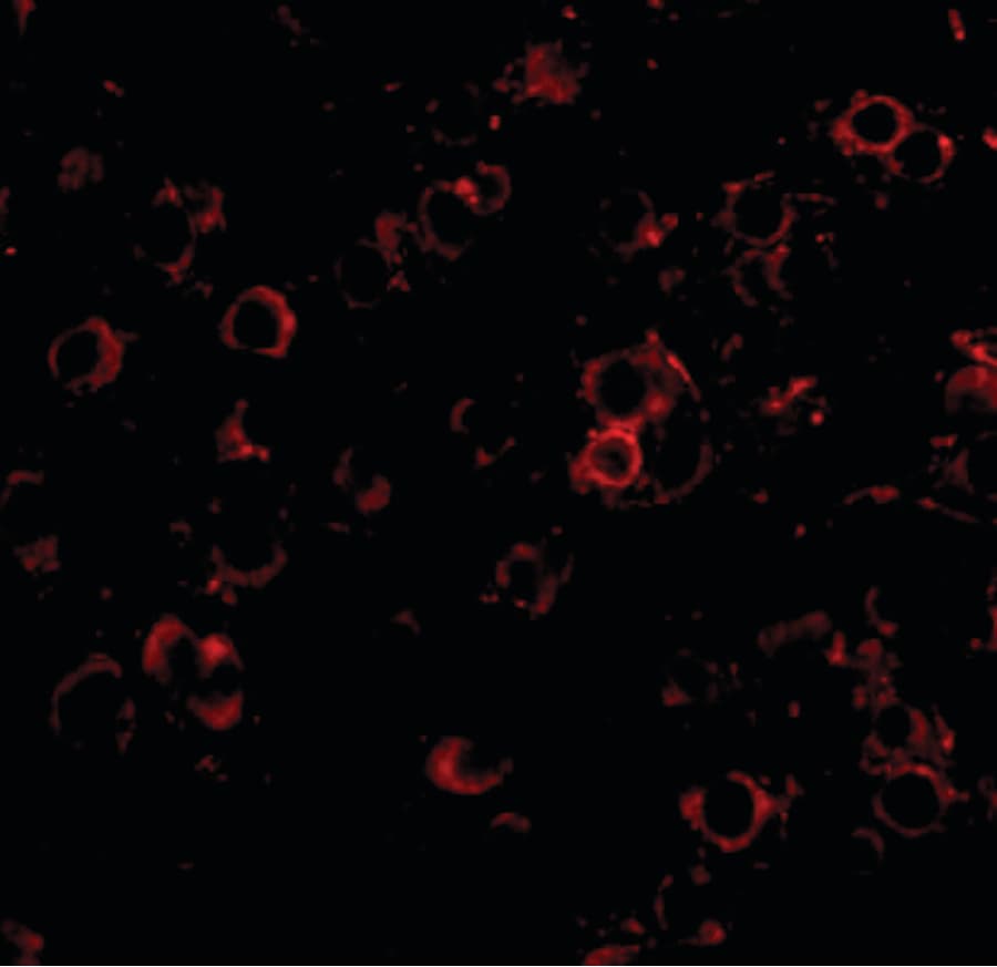 IHC-plus™ LRFN2 Antibody