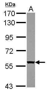 WDR49 Antibody